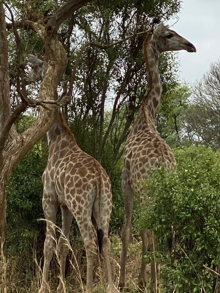Sambia-Giraffen
