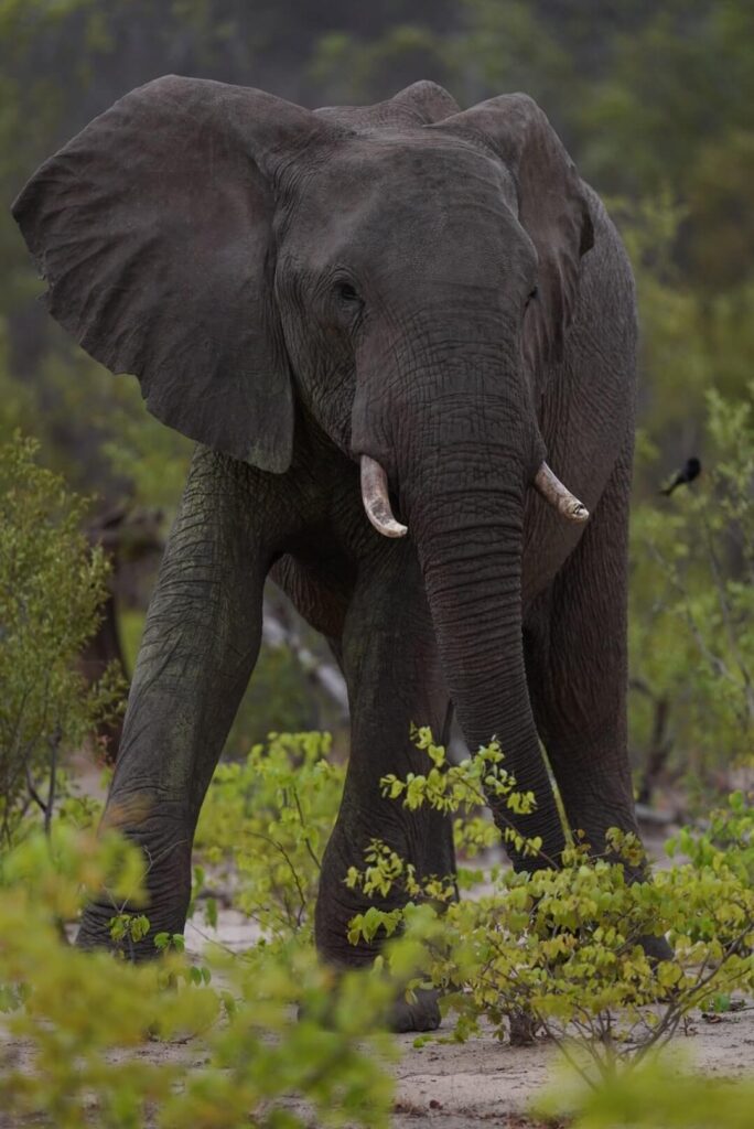 sambia-elefant
